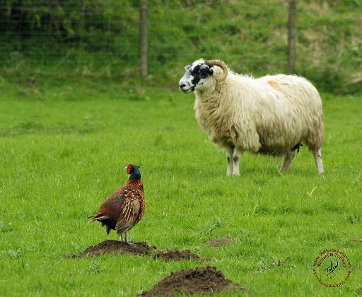 Sheep and Pheasant 9R039D-08.JPG